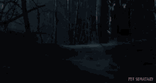woods forest after dark scary creepy