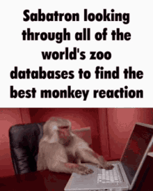 sabatron monkey monkey typing zoo funny monkey
