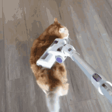 Cat Vacuum GIF - Cat Vacuum Vacuum Cat GIFs