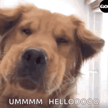 golden retriever dog funny dog knocking knock