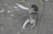 Monkey Hug GIF - Animal Animals GIFs