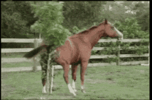 Horse Scratch GIF - Horse Scratch Ass GIFs