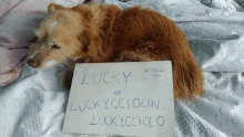 lucky luckycciolo luckycciolin italian dog dog