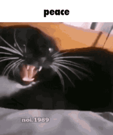 Cat Peace GIF - Cat Peace Peace Cat GIFs