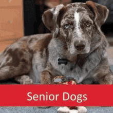a rehoming