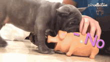 Yeah No I Love It The Pet Collective GIF - Yeah No I Love It The Pet Collective Licking GIFs