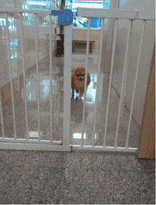 Pup Puppy GIF - Pup Puppy Cute GIFs