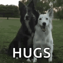 dog hug bff best friend friend