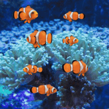 3d Gifs Artist Clownfish GIF - 3d Gifs Artist Clownfish Aquarium GIFs