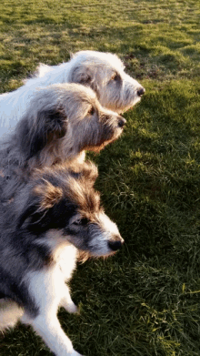 Kratu Sunshine GIF - Kratu Sunshine National Pet Day GIFs