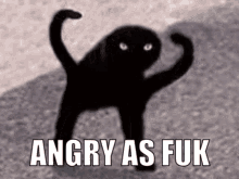 Lol Cat GIF - Lol Cat Angry GIFs
