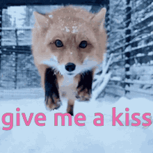 Kiss Give Me A Kiss GIF - Kiss Give Me A Kiss Fox GIFs