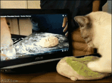 Cat Kneading GIF - Cat Kneading Gordon Ramsey GIFs