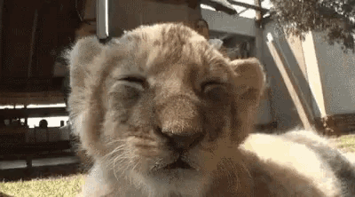 baby-lion-cub.gif