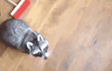 Limpei O Quarto / Posso Ir Brincar? / Deixa Por Favor / Guaxinim GIF - Raccoon Please Beg GIFs