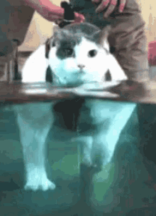Cat Water GIF - Cat Water Therapy GIFs