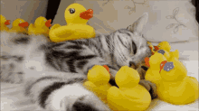 Duck Cat GIF - Duck Cat Cute GIFs