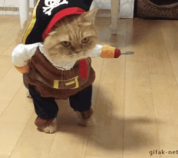 cat-pirate.gif