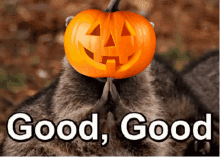 Good Good Pumpkin GIF - Good Good Pumpkin GIFs