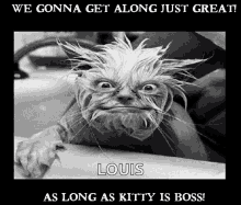 Kitty Whos Boss GIF - Kitty Whos Boss Crazy Cat GIFs