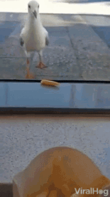 Seagulls French Fry GIF - Seagulls French Fry Birds GIFs