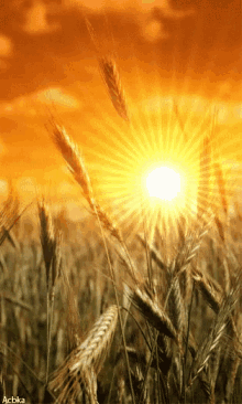 nasserq good morning shine wheat