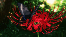 spider-lily-flower-anime.gif