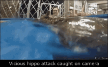 Hippo Vicious Hippo Attack GIF - Hippo Vicious Hippo Attack Baby Hippo GIFs