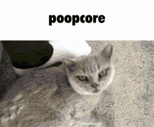 Poopcore Marco GIF - Poopcore Marco Cat GIFs