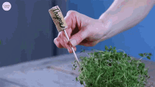 Herb Garden Makers Thyme GIF - Herb Garden Makers Thyme Labeling GIFs