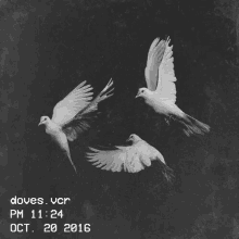 Blackandwhite Dove GIF - Blackandwhite Dove Doves GIFs