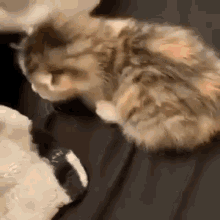 kitten cat kitty rolling rolls