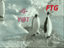 Penguin Slap GIF - Penguin Slap Ftg GIFs