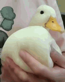 Soft Duck Squishy Duck GIF - Soft Duck Squishy Duck Floof GIFs
