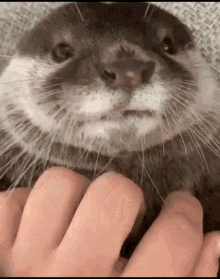 Otter Nutria GIF - Otter Nutria Love GIFs