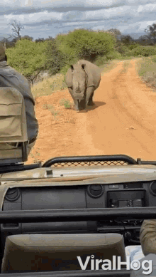 rhino chasing car chasing rhino running viralhog