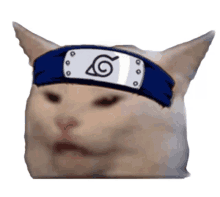 anime cat meme funny face