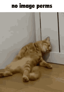 Depressed Cat No Image Perms GIF - Depressed Cat No Image Perms Epic Embed Fail GIFs