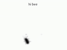 Hi Bee Bugs Irl GIF - Hi Bee Bugs Irl Hi Bee Irl GIFs