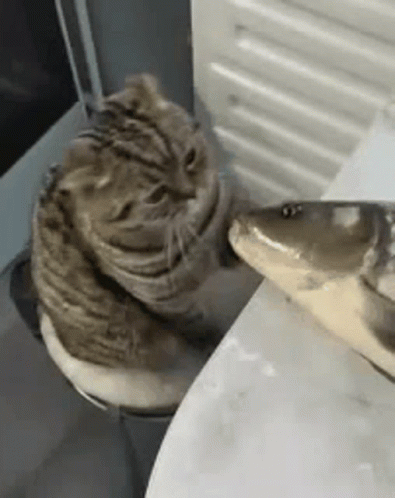 [Image: cat-fish.gif]