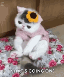 cats kitten whats going on kity cat cats kitten whats going on kity cat