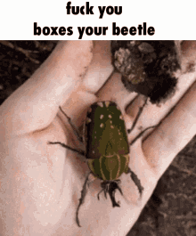 Unboxes Your Beetle Fuck You GIF - Unboxes Your Beetle Fuck You Fuck You Unboxes Your Beetle GIFs