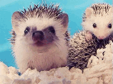 Hedgehog Animal GIF - Hedgehog Animal Cute GIFs