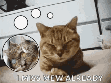 I Miss You Cats GIF - I Miss You Cats GIFs
