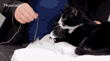 how do cats play with humans how do cats play with humans