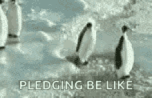 Penguins Funny GIF - Penguins Funny Pledging GIFs