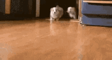 puppy puppies corgi stampede horde puppy puppies corgi stampede horde