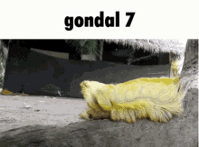 gondal gondal7 caterpillar bug caterpilar spanisharmada