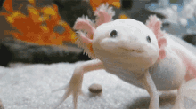 Ajolote Axolotl GIF - Ajolote Axolotl Cute GIFs