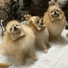 Bread Dog GIF - Bread Dog Pomeranian GIFs